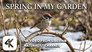 Siberian naturalist | Sparrows in my Garden