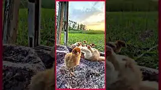 Cuteness Overload #shorts #youtubeshorts #mikivlogs99 #pakistan #uk