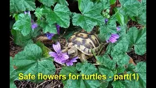 Safe Flowers for Turtles  Part1
