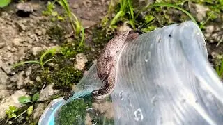 &ldquo;Cute Snail Climbing a Bottle 🐌🥤 | Fun Learning Video for Kids&rdquo;