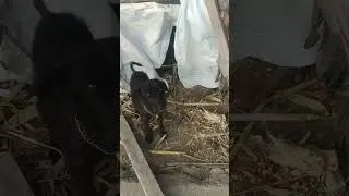 Goldy puppy #viral #video #viralshort #viralvideos #videos #labrador #dog #shortsfeed #shortsviral