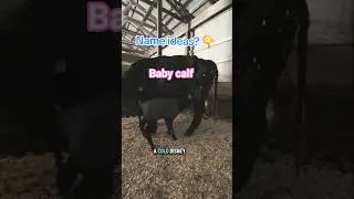 Born at -4&deg;F! ❄️ Help Name This Miracle Calf