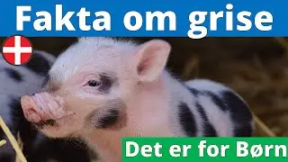 Grisen og dens lyde for børn  | Fakta om grise