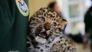 Meet Thrigby Hall's adorable new Amur leopard cubs