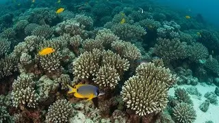 Relaxing Ocean Sounds with Serene Ocean Flow for Mind and Body Restoration