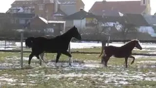 Shadow,  Figo -22. 2. 2018