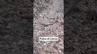 Palco di Cervo perso sul sentiero #cervo #corna #deer