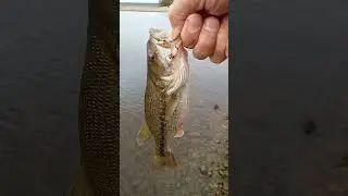 Saturday morning bank fishing in Kentucky!