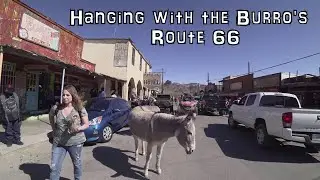 🏞️ Visiting Oatman, Arizona an Old Ghost Town on Historic Route 66: Wild Burros in the Streets
