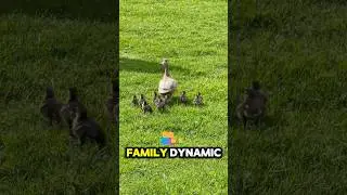 The Surprising Family Life of Mallard Ducks | Fun Animal Fact