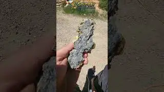 17 ounce leaf gold specimen from California #shortsvideo #shorts