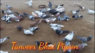 Tanveer Bhai New Entry Pigeon | LKB Pigeon