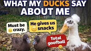 What My Ducks Say About Me 🦆💭