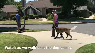 Dog Reactivity Before & After Training - Belgian Malinois (Lincoln)