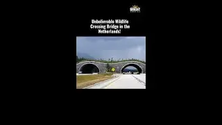 Witness the Unthinkable Bridge in the Netherlands That Welcomes Wildlife with Open Arms!