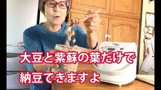 シソの葉で納豆作ったよ、発酵は30時間、他の食べられる葉でも可