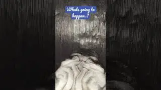 Pug prank 😃#shorts #puglife #dog #funny #cute