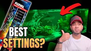 Настройки Fluval Aquasky 3.0, предотвращающие появление водорослей!
