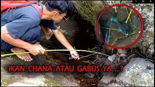 Gak sengaja liat ikan babon mirip ikan channa langsung buru2 pasang pancing😅 #21