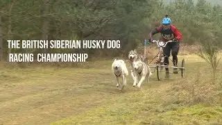 British Siberian Husky Dog Racing Championship