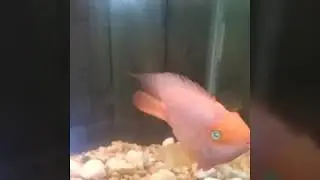 Blood Parrot Cichild Large Fish