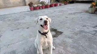 LABRADORS ARE WAY TOO AWESOME | FUNNY COMPILATION 2019 | WHITE LABRADOR CUTE MOMENTS