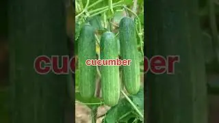#top 5 🔥summer vegetables 😱🔥# growing vegetables ✨