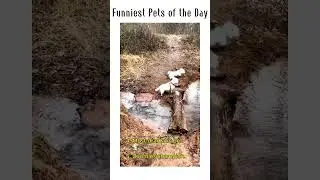 Funniest Pets of the Day! | #shorts  #funny #pets #cute