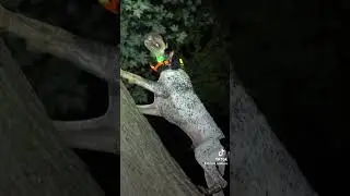Bluetick Coonhound Treed! #coonhunting #dog #shorts