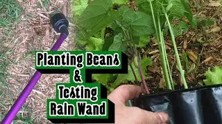 Planting Beans and Testing my New Rain Wand