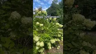 Вот как предотвратить увядание гортензий в саду #садоводство #зона8а