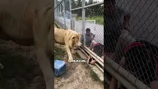 A Lion's Response to Rule-Breaking