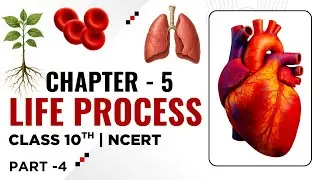 Heart Structure & its Functions + Excretion | Super Easy Explanation | Life Processes Class 10 NCERT