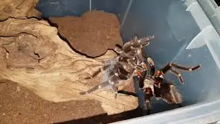 The Most Epic Tarantula Mating!