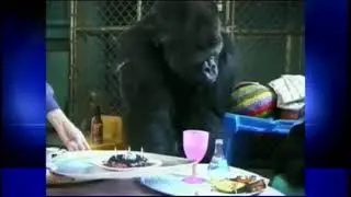 The life of Koko, the Bay Area's beloved gorilla