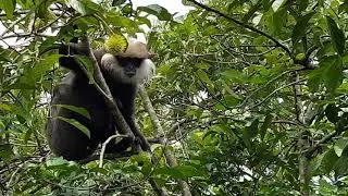 Monkeys Eating Rambutan