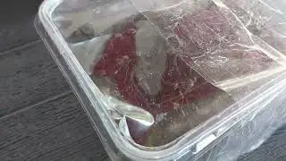 Посылка от Рене Rene's package Dinoponera grandis (Brazil) 25.05.2022