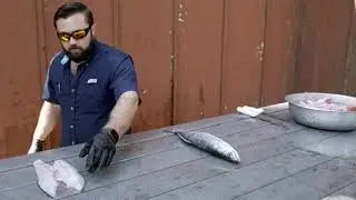 How to fillet a speckled trout