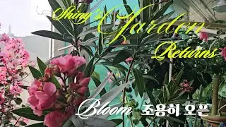 Shiny&rsquo;s Garden Flower Stories returns 