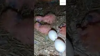 African birds breeding tips #africanlovebirds #africanlovebirdpairing#africanbirds