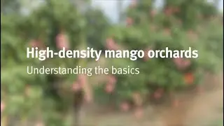 High-density mango intensification: the basics