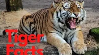 Tiger unknown facts in hindi #unknownfacts #tiger facts @A2Motivation