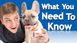 How to Introduce your Puppy to Other Dogs