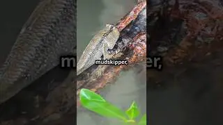 The Science of Why Some Fish Can Walk on Land