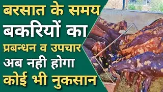 बरसाती मौसम में बकरियों का बचाव👍नहीं होगा कोई नुकसान How to Protect Goat in Rainy Season #goat #rain