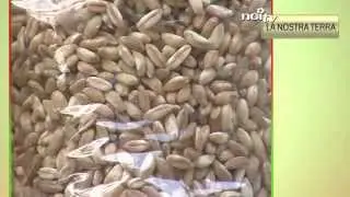 La nostra terra | Alla scoperta del farro IGP della Garfagnana