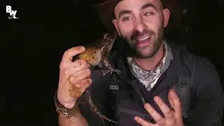 Smokey Jungle Frog