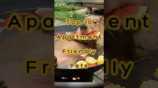 Top 10 Pets Perfect for Apartment Living 🐾 | Small-Space Friendly Pets!