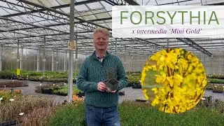 Forsythia Mini Gold