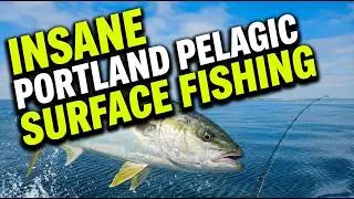 Insane Portland Kingfish and Salmon Surface Lure action